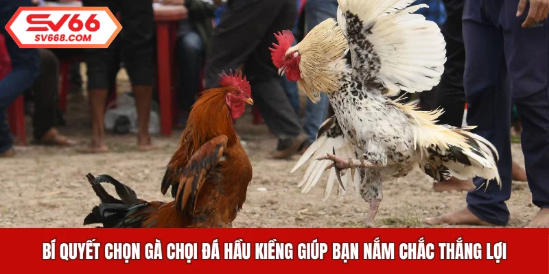 Bí quyết chọn gà chọi đá hầu kiềng giúp bạn nắm chắc thắng lợi