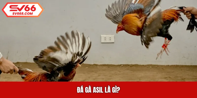 Đá gà Asil là gì?