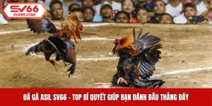 Đá Gà Asil SV66 - TOP Bí Quyết Giúp Bạn Đánh Đâu Thắng Đấy