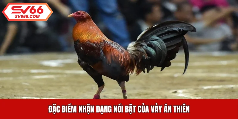 Đặc điểm nhận dạng nổi bật của vảy án thiên