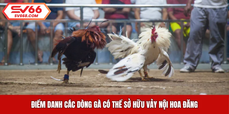 Điểm danh các dòng gà có thể sở hữu vảy nội hoa đăng