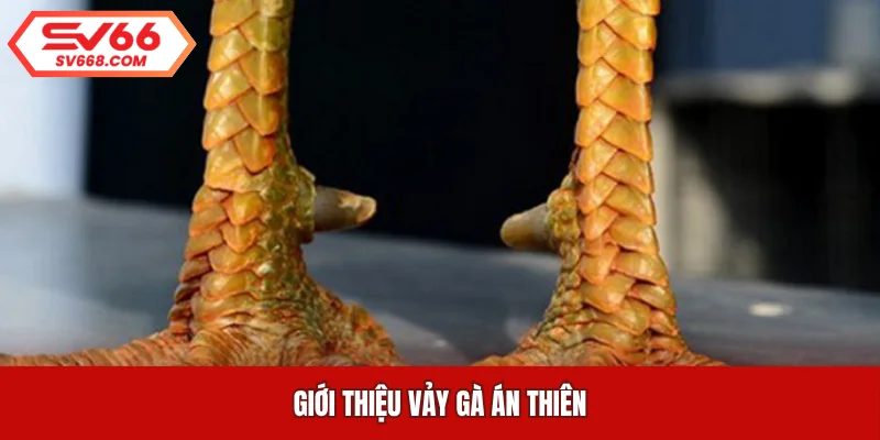 Giới thiệu vảy gà án thiên