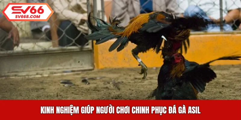 Kinh nghiệm giúp người chơi chinh phục đá gà Asil