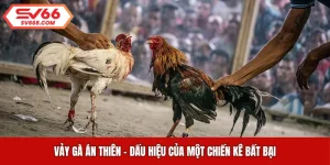 Vảy Gà Án Thiên - Dấu Hiệu Của Một Chiến Kê Bất Bại
