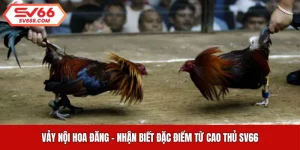 Vảy Nội Hoa Đăng - Nhận Biết Đặc Điểm Từ Cao Thủ SV66
