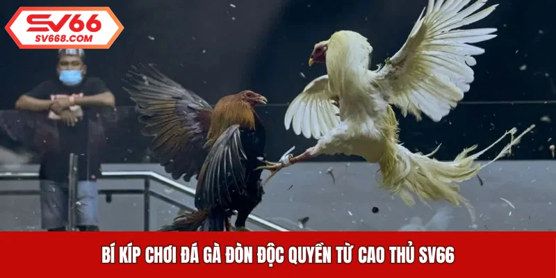 Bí kíp chơi đá gà đòn độc quyền từ cao thủ SV66