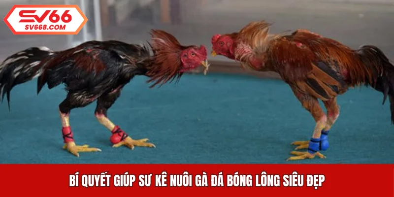 Bí quyết giúp sư kê nuôi gà đá bóng lông siêu đẹp