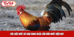 Các Kiểu Mắt Gà Chọi Đang Được Săn Đón Nhất Hiện Nay