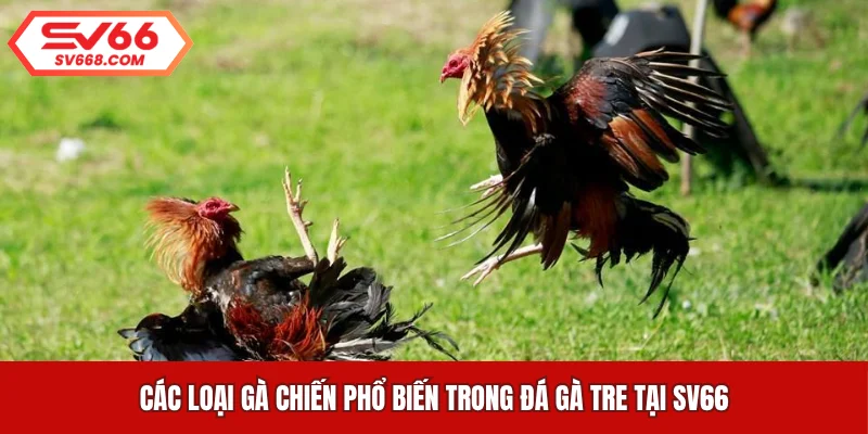Các loại gà chiến phổ biến trong đá gà tre tại SV66