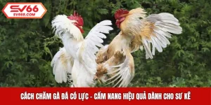 Cách Chăm Gà Đá Có Lực - Cẩm Nang Hiệu Quả Dành Cho Sư Kê