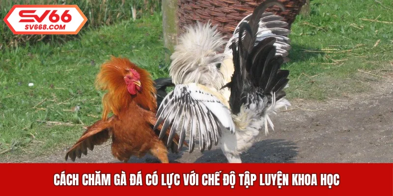 Cách chăm gà đá có lực với chế độ tập luyện khoa học