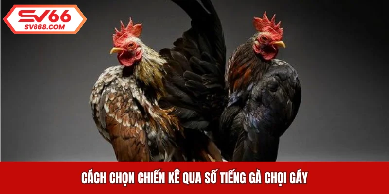 Cách chọn chiến kê qua số tiếng gà chọi gáy