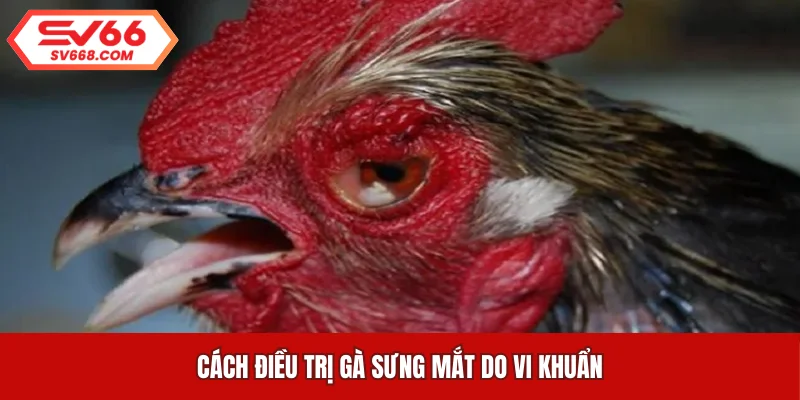 Cách điều trị gà sưng mắt do vi khuẩn