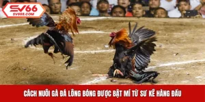 Cách Nuôi Gà Đá Lông Bóng Được Bật Mí Từ Sư Kê Hàng Đầu