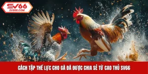 Cách Tập Thể Lực Cho Gà Đá Được Chia Sẻ Từ Cao Thủ SV66