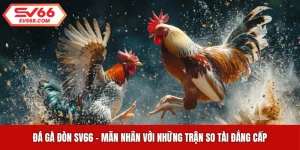 Đá Gà Đòn SV66 - Mãn Nhãn Với Những Trận So Tài Đẳng Cấp
