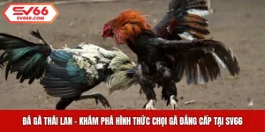 Đá Gà Thái Lan - Khám Phá Hình Thức Chọi Gà Đẳng Cấp Tại SV66