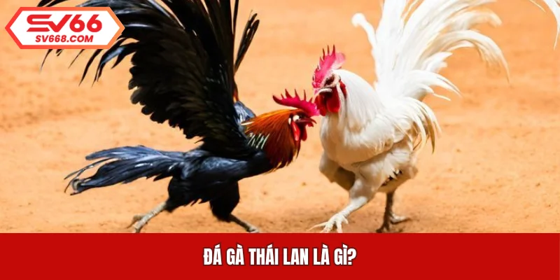 Đá gà Thái Lan là gì?