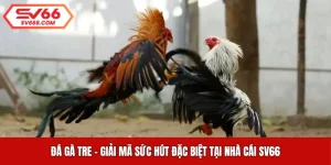 Đá Gà Tre - Giải Mã Sức Hút Đặc Biệt Tại Nhà Cái SV66