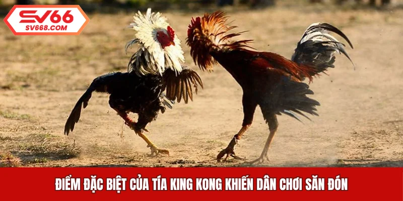 Điểm đặc biệt của Tía King Kong khiến dân chơi săn đón