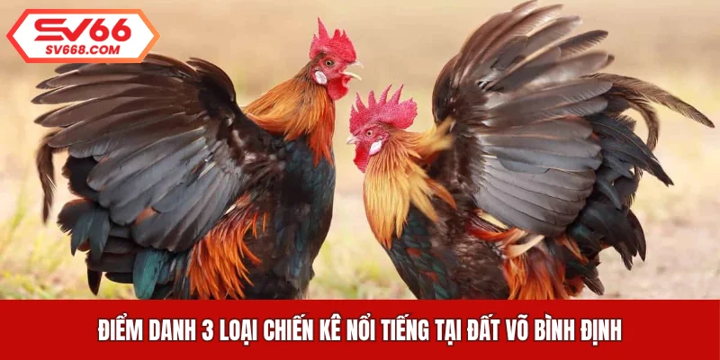Điểm danh 3 loại chiến kê nổi tiếng tại đất võ Bình Định