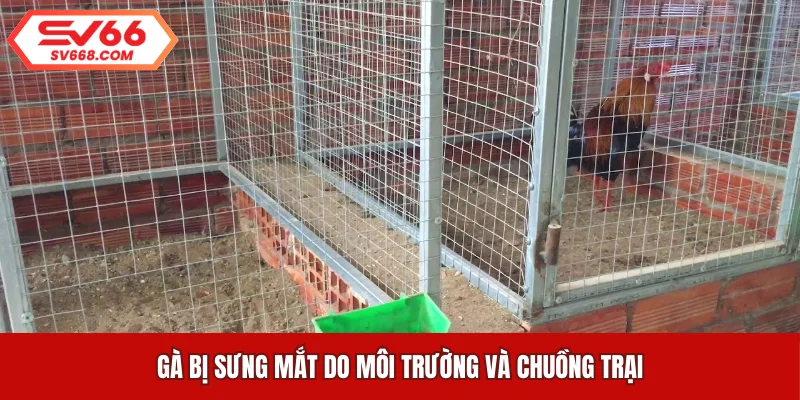 Gà bị sưng mắt do môi trường và chuồng trại