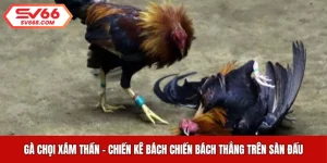 Gà Chọi Xám Thần - Chiến Kê Bách Chiến Bách Thắng Trên Sàn Đấu