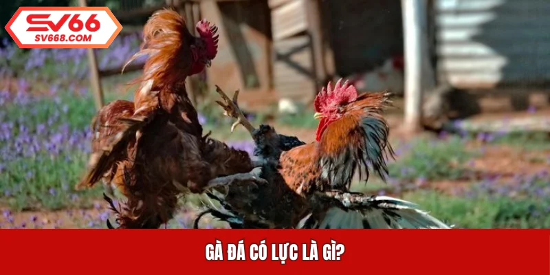 Gà đá có lực là gì?