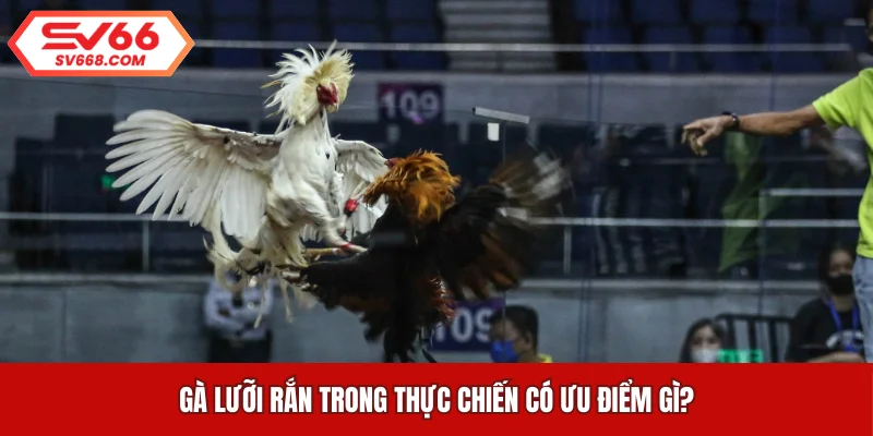 Gà lưỡi rắn trong thực chiến có ưu điểm gì?