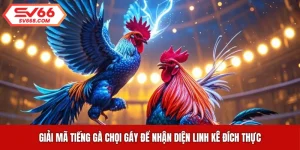Giải Mã Tiếng Gà Chọi Gáy Để Nhận Diện Linh Kê Đích Thực