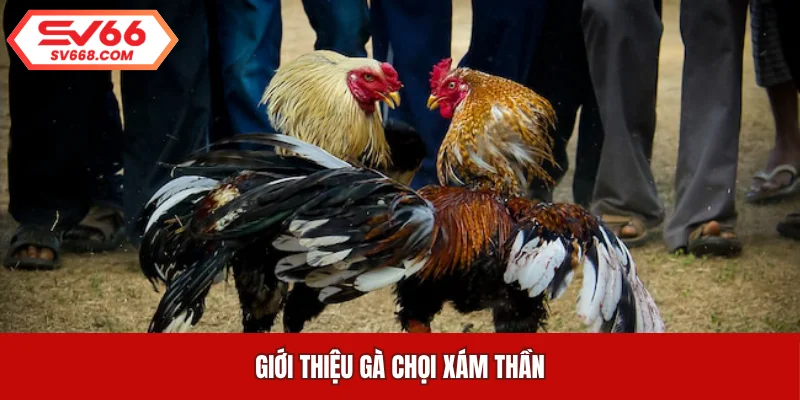 Giới thiệu gà chọi Xám Thần