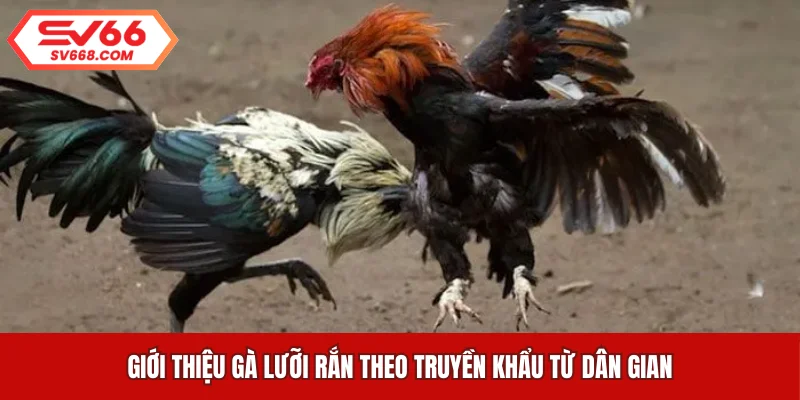 Giới thiệu gà lưỡi rắn theo truyền khẩu từ dân gian