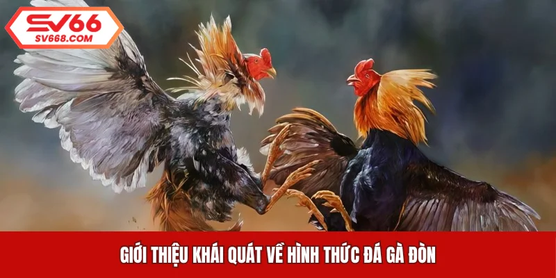 Giới thiệu khái quát về hình thức đá gà đòn