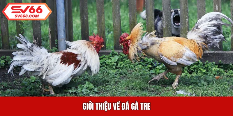 Giới thiệu về đá gà tre