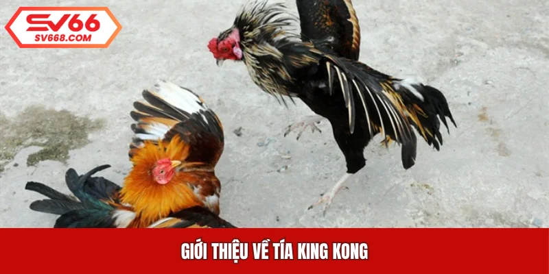 Giới thiệu về Tía King Kong