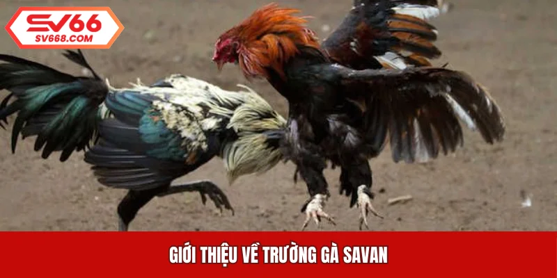 Giới thiệu về trường gà Savan