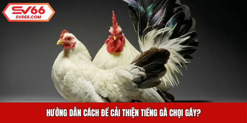 Hướng dẫn cách để cải thiện tiếng gà chọi gáy?