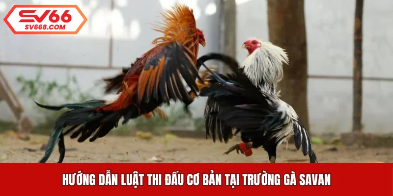 Hướng dẫn luật thi đấu cơ bản tại trường gà Savan