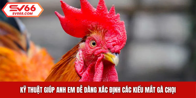 Kỹ thuật giúp anh em dễ dàng xác định các kiểu mắt gà chọi