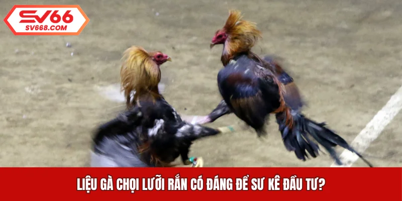 Liệu gà chọi lưỡi rắn có đáng để sư kê đầu tư?