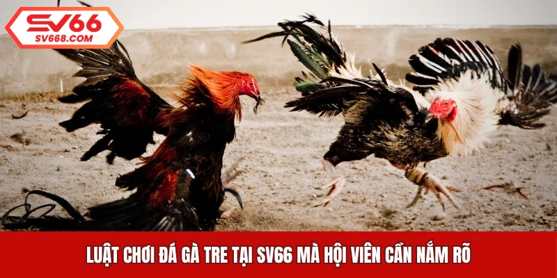 Luật chơi đá gà tre tại SV66 mà hội viên cần nắm rõ