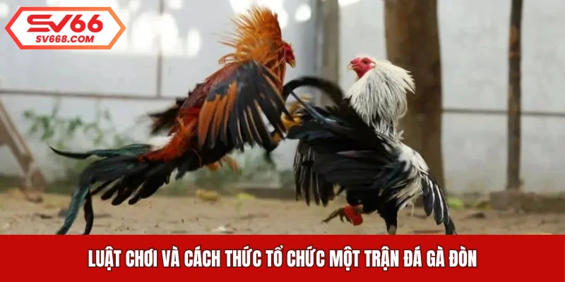 Luật chơi và cách thức tổ chức một trận đá gà đòn