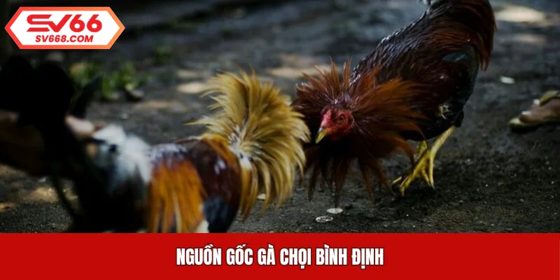 Nguồn gốc gà chọi Bình Định