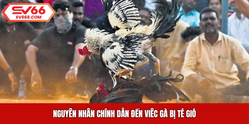 Nguyên nhân chính dẫn đến viêc gà bị té gió