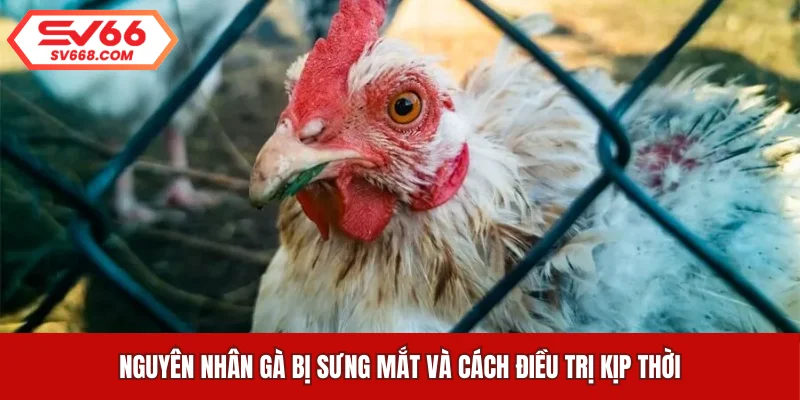 6 nguyên nhân chủ yếu dẫn đến việc gà bị sưng mắt