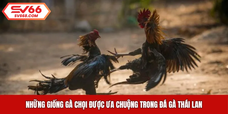 Những giống gà chọi được ưa chuộng trong đá gà Thái Lan