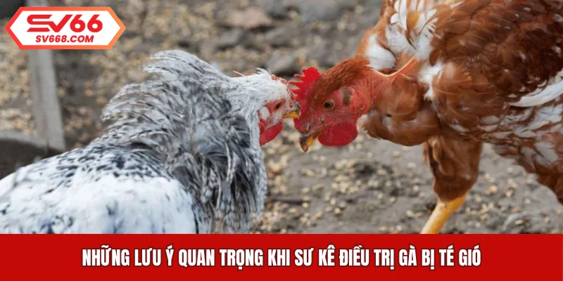 Những lưu ý quan trọng khi sư kê điều trị gà bị té gió