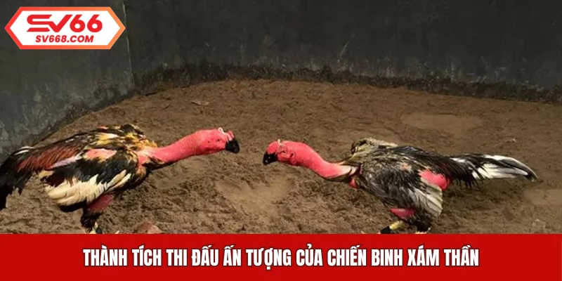 Thành tích thi đấu ấn tượng của chiến binh Xám Thần