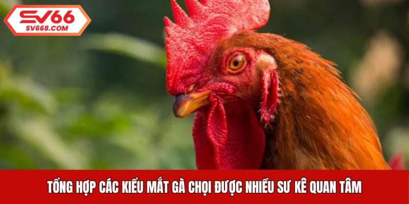 Tổng hợp các kiểu mắt gà chọi được nhiều sư kê quan tâm