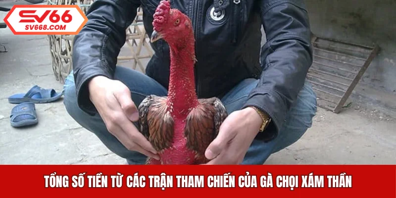 Tổng số tiền từ các trận tham chiến của gà chọi Xám Thần